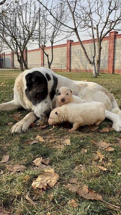 Тобет , сучка щенок