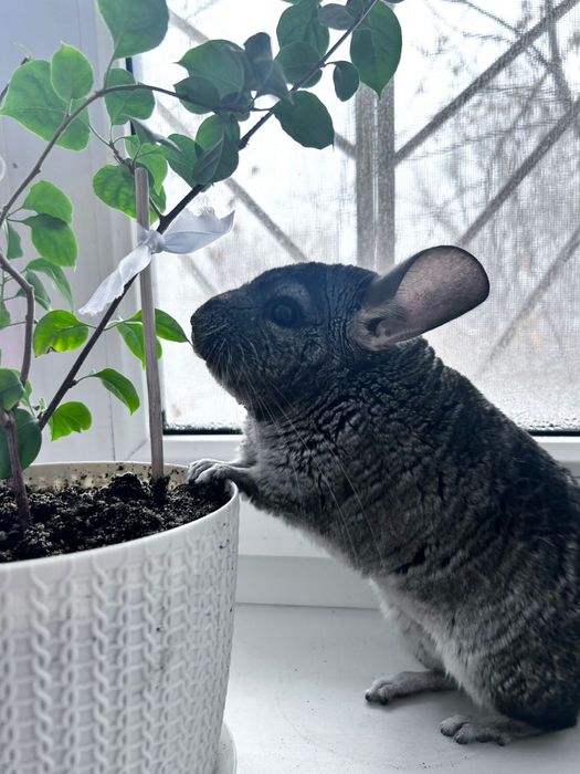 Шиншилла серый стандарт