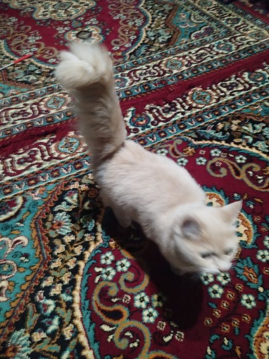 Mushuk qizbola shunga ogl sherik kerak