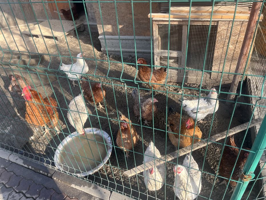 Куры домашние (несушки)