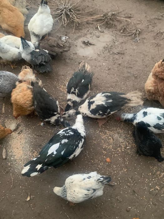 Уидин уиректерир