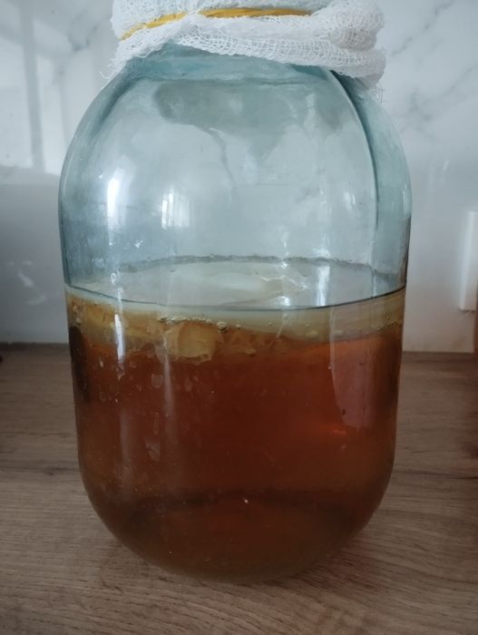 Продам чайный гриб