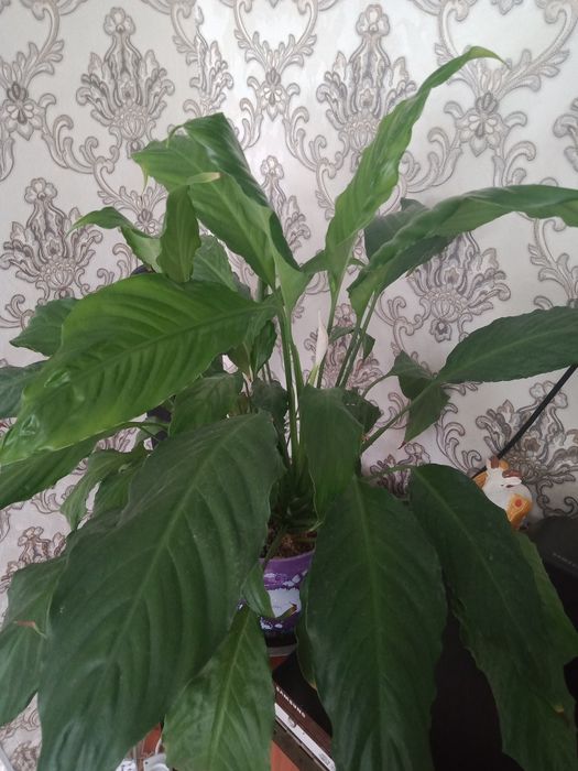 Продаётся цветок, женский счастье