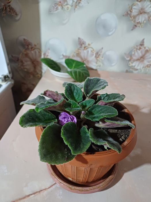 Цветы комнатные.