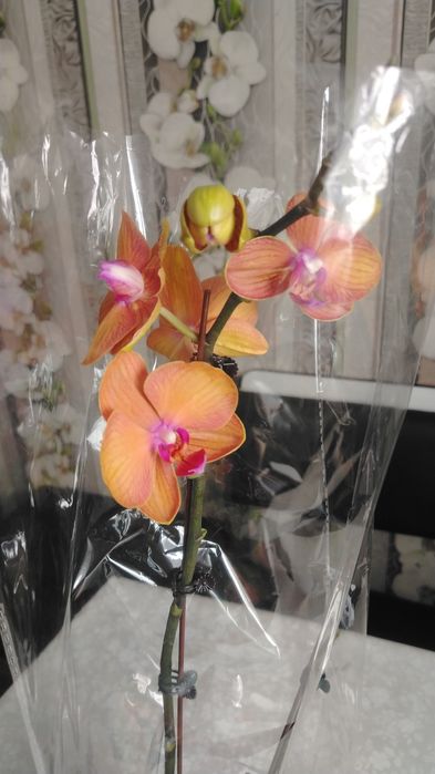 Орхидея! Орхидея!