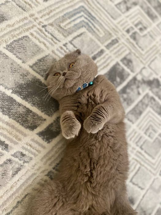 Скотиш фолд 1ёшда еркак