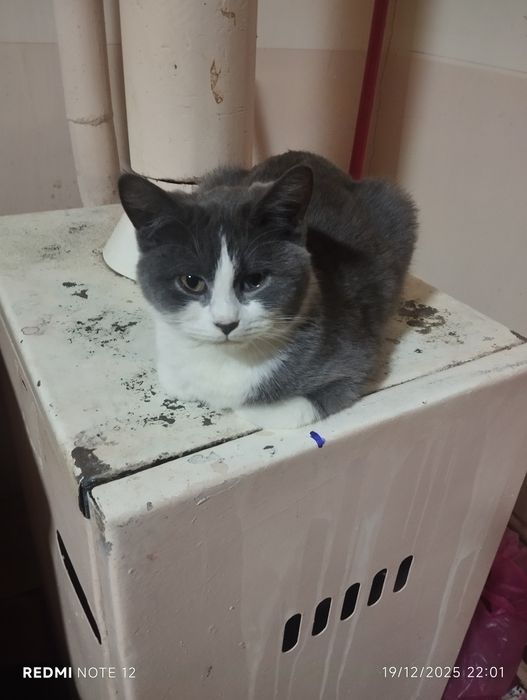 Mushuk  ʼstruktur strayt