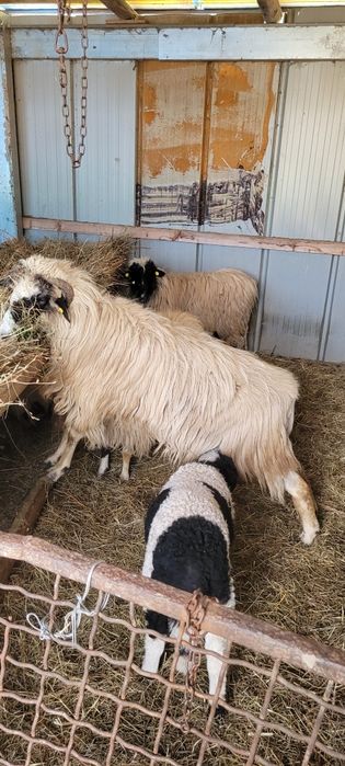 Trei oi cu miei disponibile