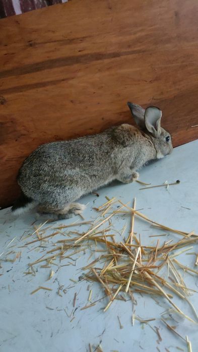 Velikanla va xar hil quyon turlari va q6wti bor