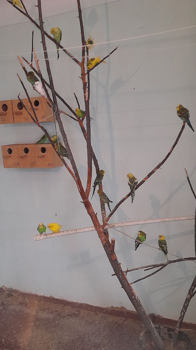 Кушлар Соглом тутикуш