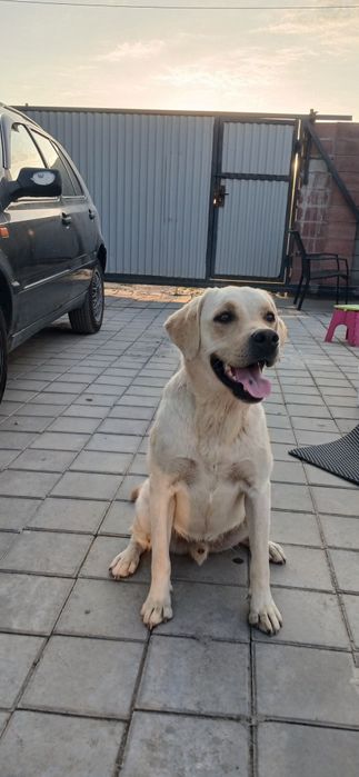 Зоогостиница,  передержка животных.