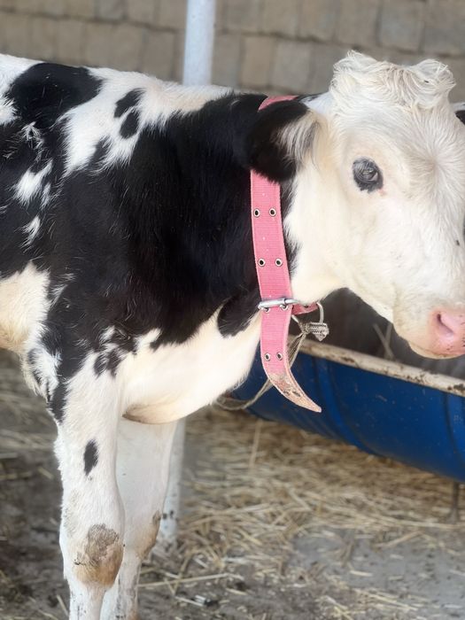 4oyliy buqacha sotiladi smentalga belginski gibrit