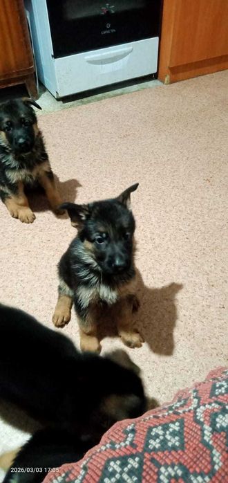 'элитные щенки немцы