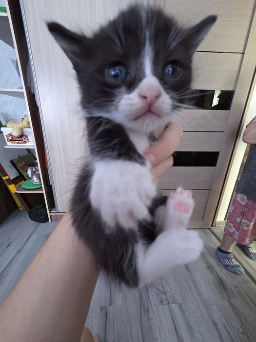 Котята коты кошки