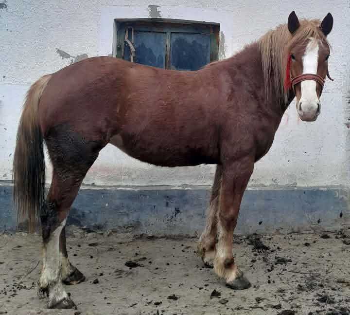 Vând mânză  de doi ani