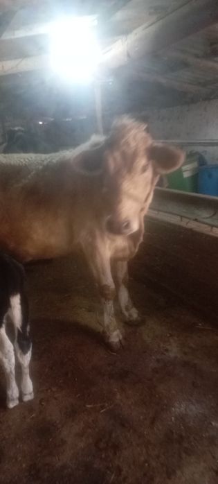 она бола Боласи 8 кунлик