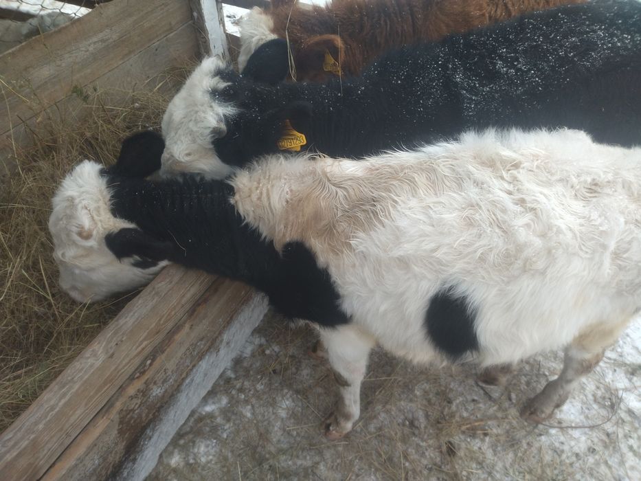 Продам бычка порода симментал