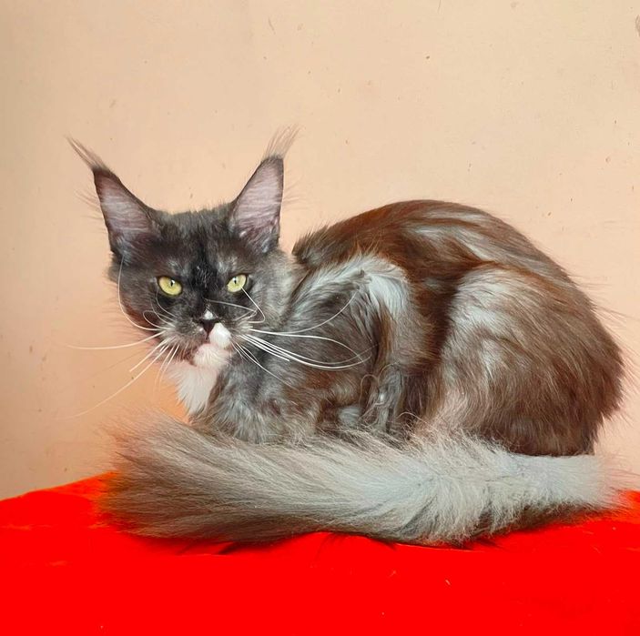 Maine Coon Femelă | BREED ONLY – Pentru un Program de Reproducere Serios