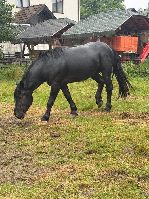 Armasar negru in  varsta de 2 ani