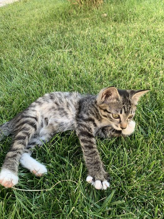 Даром  котенок мальчик