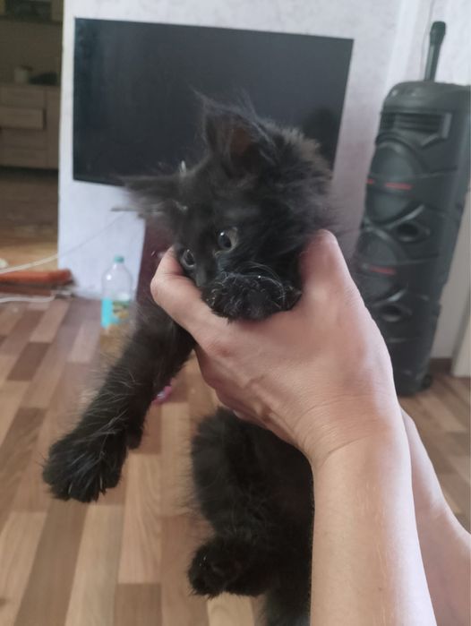 Отдам в хорошие руки