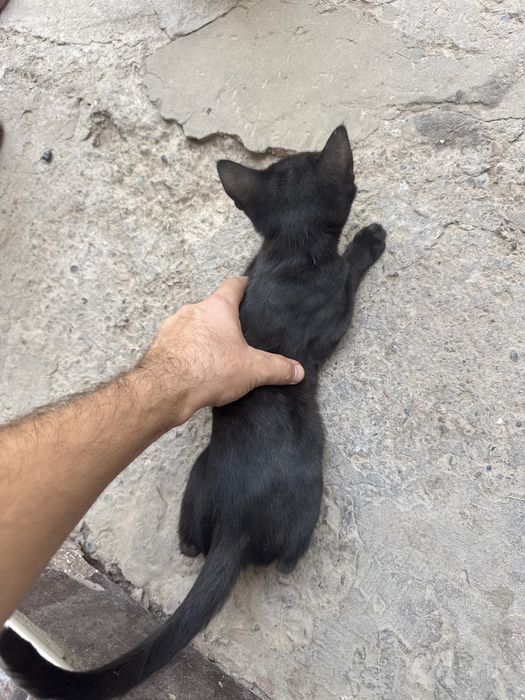 Отдам даром в хорошие руки три котята