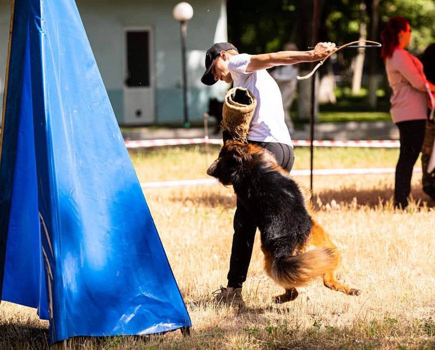 Дрессировка собак кинолог