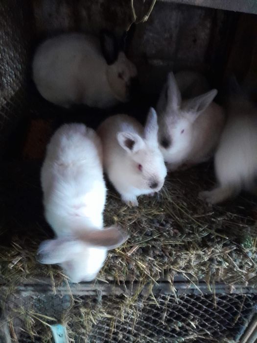 Vând iepurași tineret