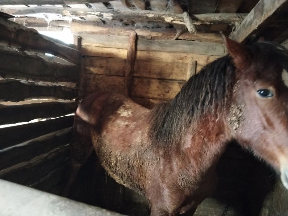 Продам быков лошадей баранов