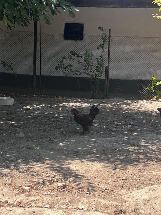 Продаются Японские куры