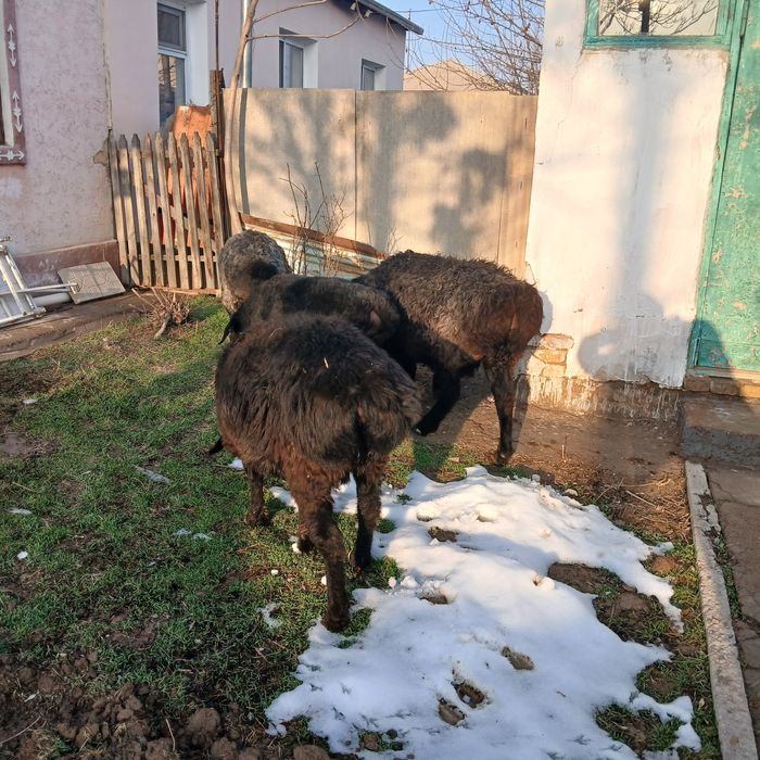 Қойлар сатылады.