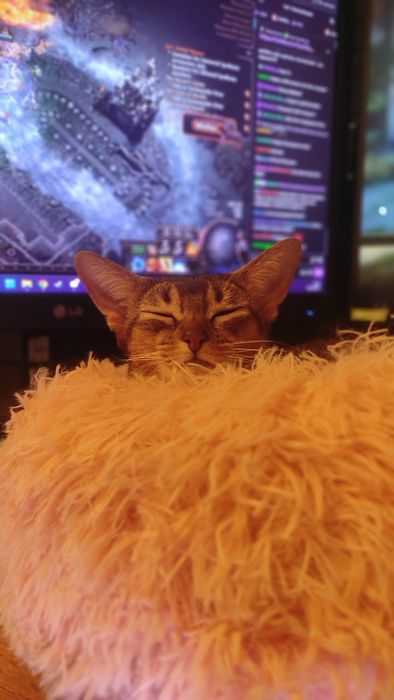 Зоогостиница - передержка для животных