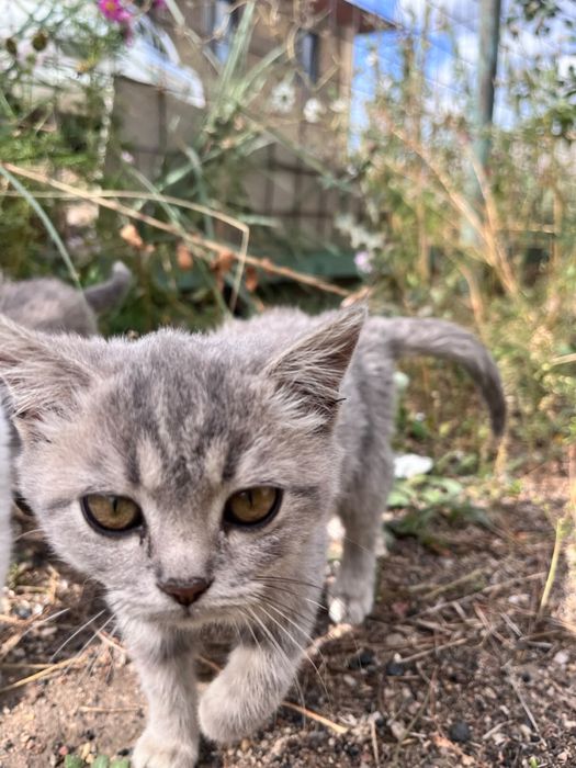 Отдам котят в добрые руки