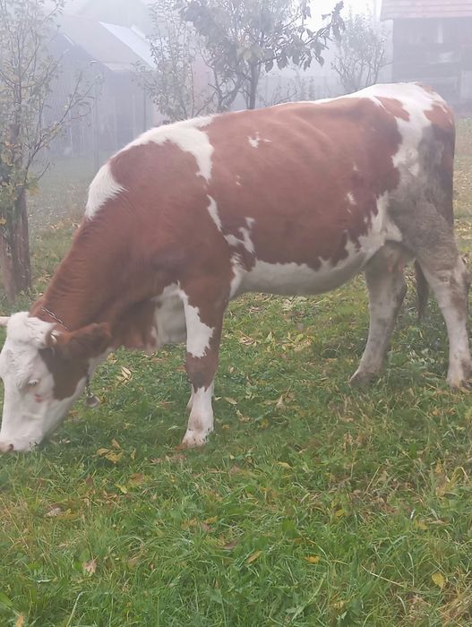 Vând  vacă  Bălăiță
