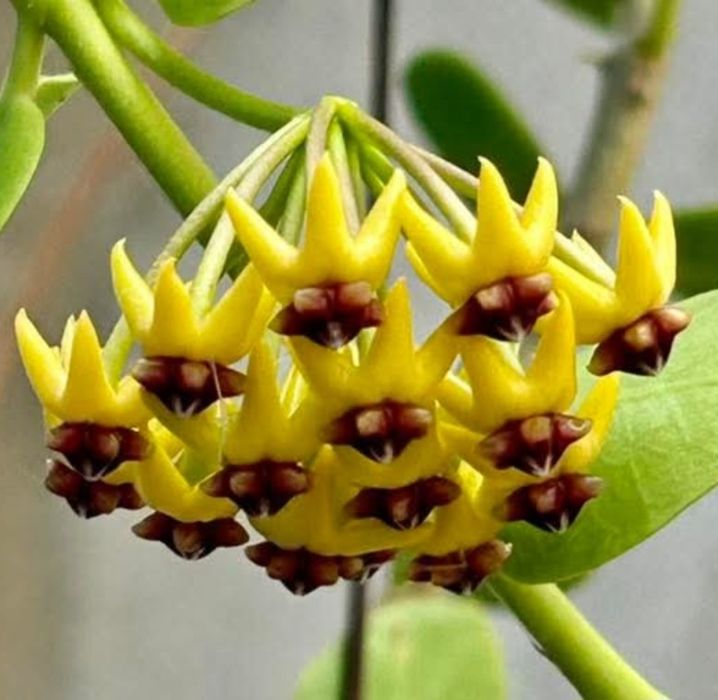 Hoya,  Lacrima Maicii Domnului