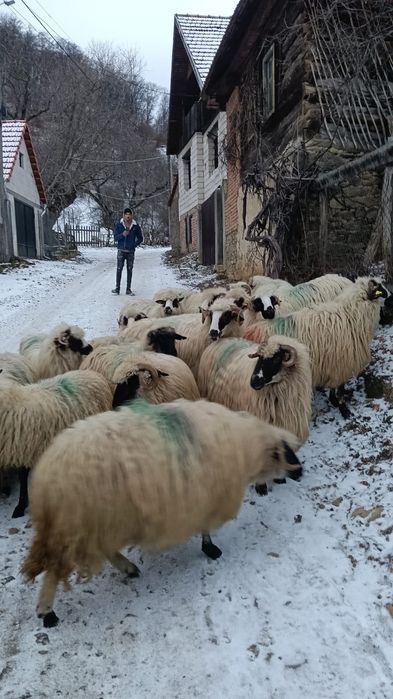 Vând mioare gestante