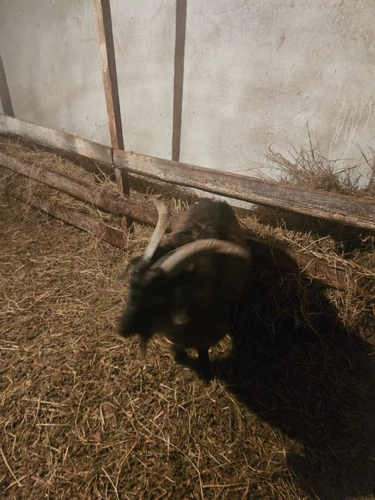 Продам молодого козла