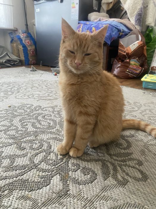 Отдам котенка в добрые руки