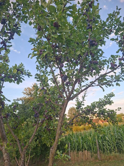 Prune de vânzare