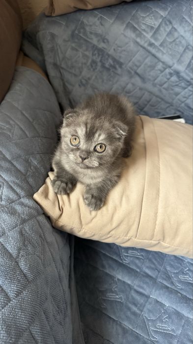 Продам котика британец