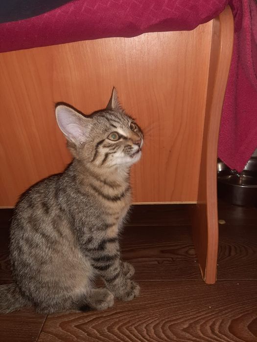 Отдам котёнка в хорошие руки