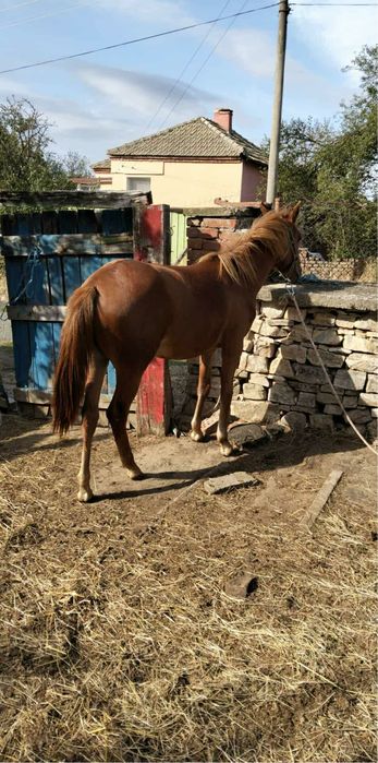 Продавам женско конче