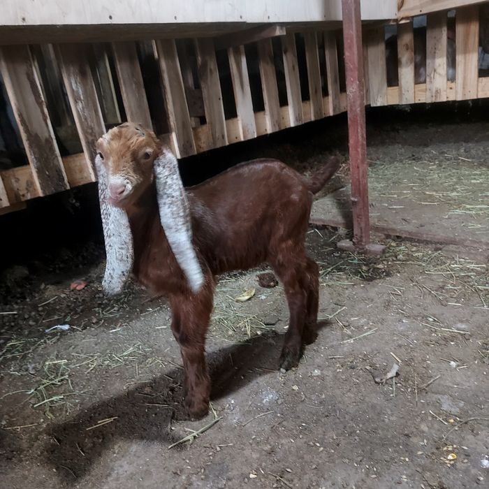 Камори%тік теке лак сатылады