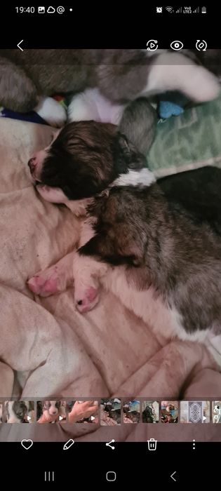 Күшік сатылады линия бар