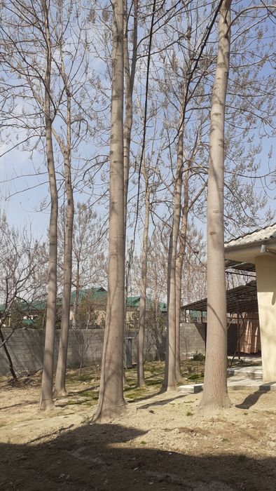 Павлоня дарахти 5 йашар буйи 15 метр  эни йарим метр айланаси  150 180