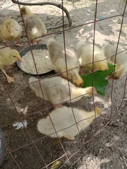 Boboci de gasca românești