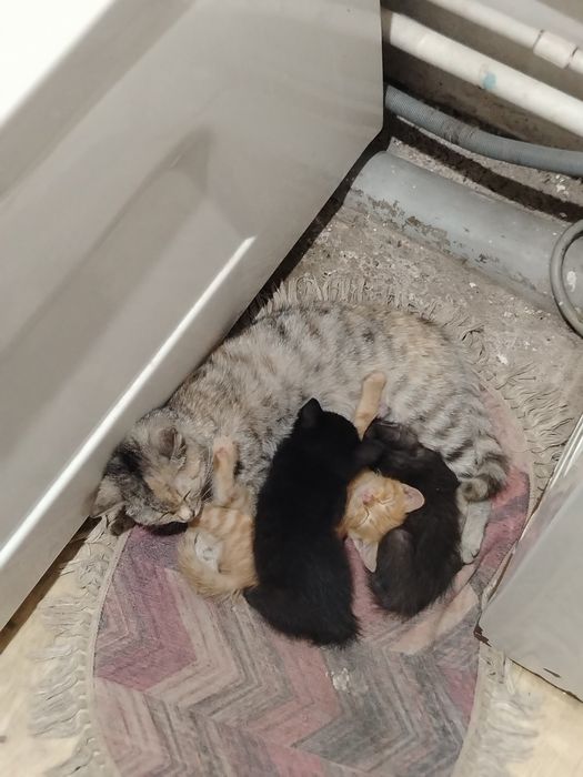 Отдам котят в хорошие руки.