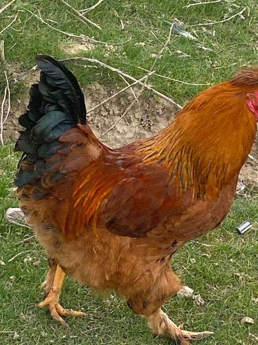 Қораз жағдайы жақсы