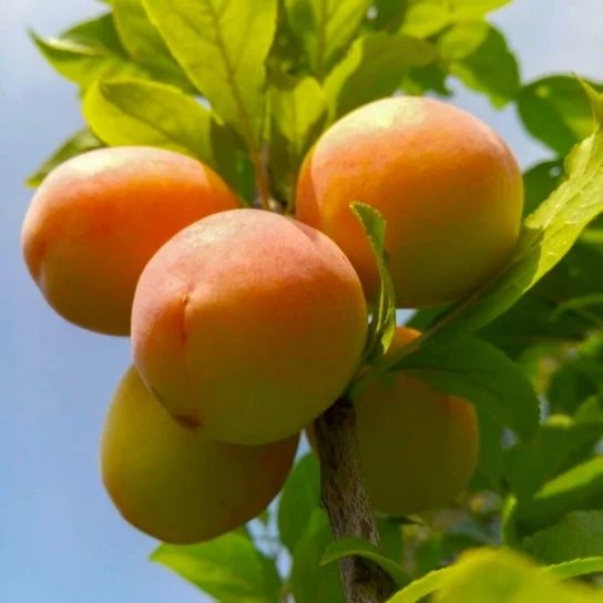 Pomi Fructiferi la Ghiveci (CAIS)