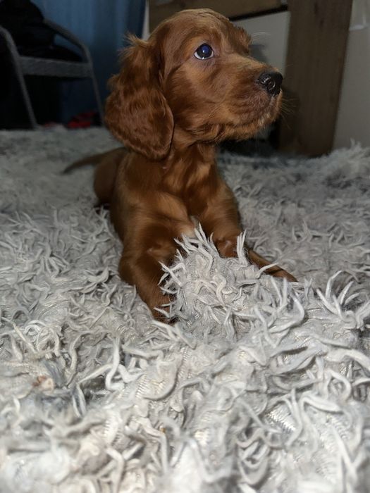 Ирланский сеттер